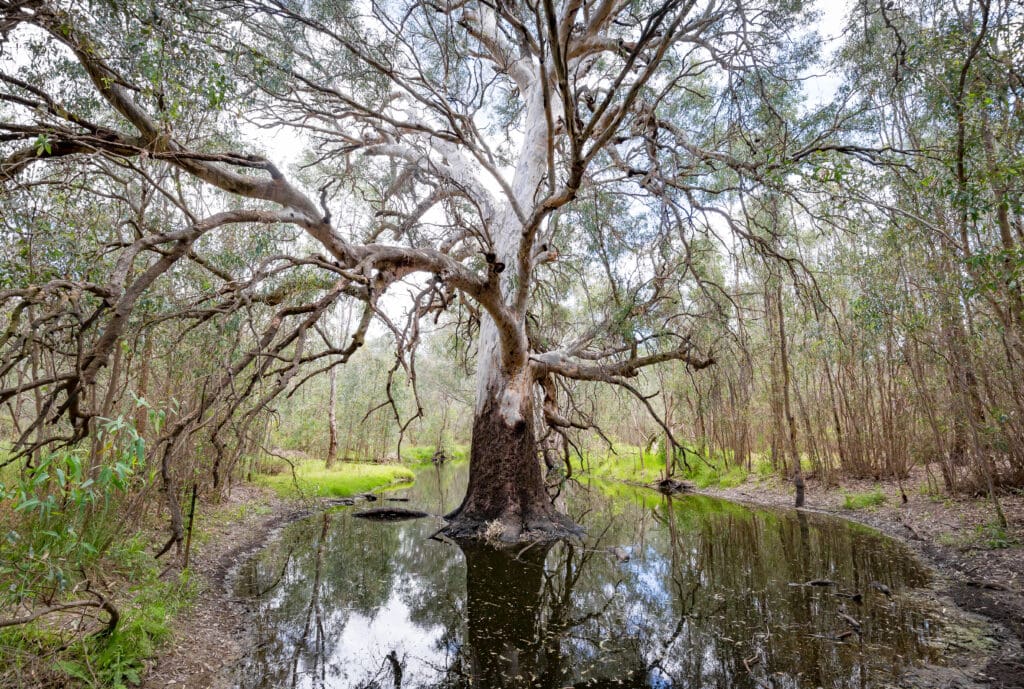 A large river red gum tree sits in a lagoon at wonga Wetlands