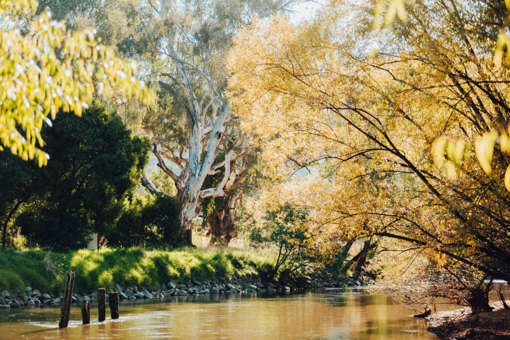 The Kiewa River is surrounded by large red gum tree and autumnal colour
