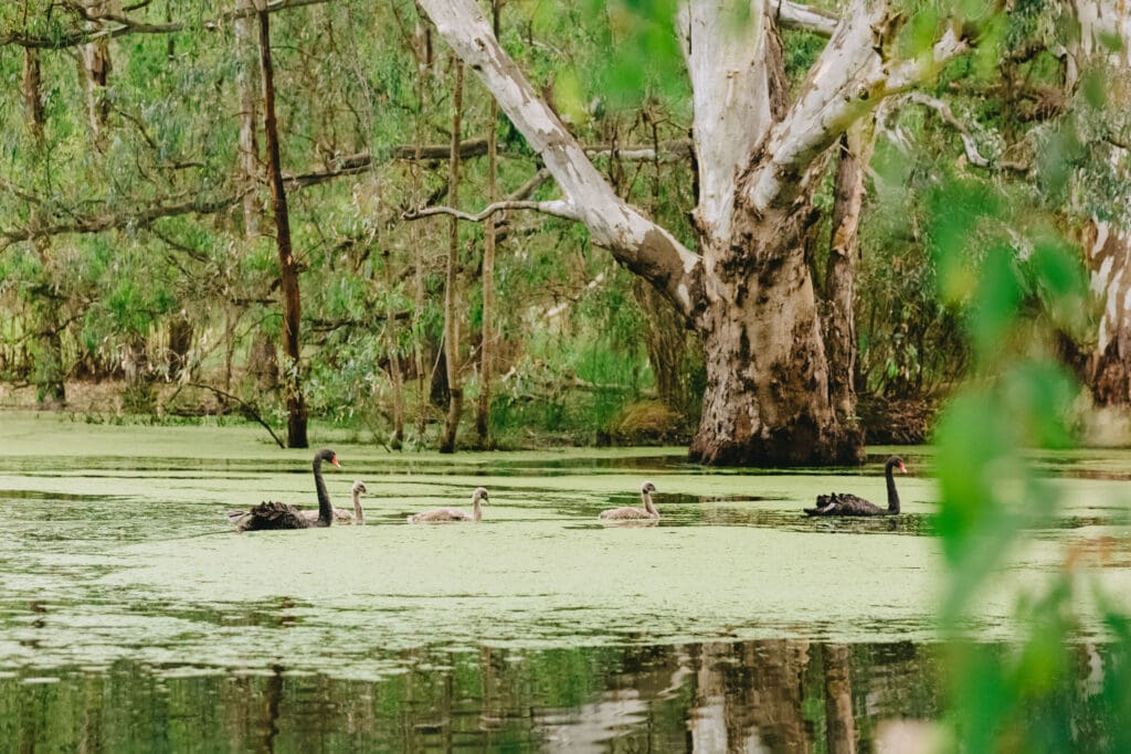 Two swans and their cygnets are swimming in a lagoon at Wonga Wetlands, Albury