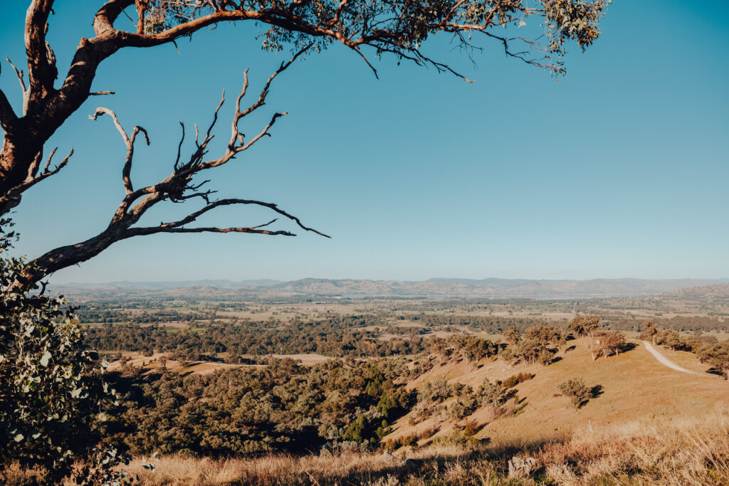 A panoramic view of the Albury Wodonga region taken from a hillside lookout during autumn. The foreground shows dry grass and scattered trees on rolling hills, while the background reveals a patchwork of farmland, dense forests, and distant mountains under a clear blue sky. A leafless tree branch frames the top of the image.