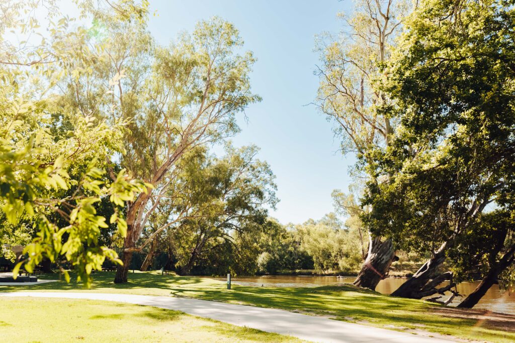 A sunny riverside park scene in Albury Wodonga, with a paved path winding through lush green grass and tall eucalyptus trees. The river glistens in the background, partially shaded by leaning gum trees. The area is quiet and serene, perfect for a walk or relaxing by the water.