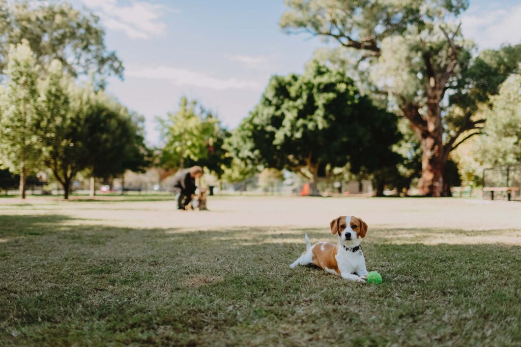 Small dog plays with a green tennis ball at dog park