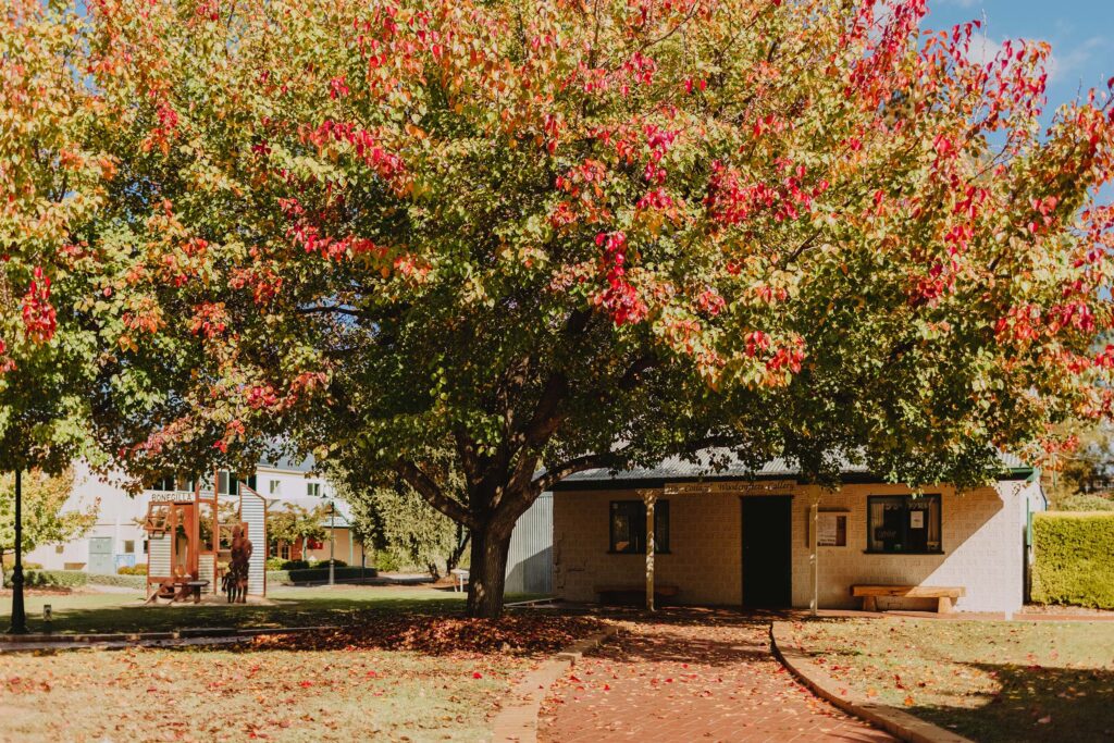 A small brick cottage painted a cream colour sits in the shade of a large tree that is beginning to turn red. To the left, there is a sculpture made of corrugated iron and rust-coloured metal representing Bonegilla Migrant Camp