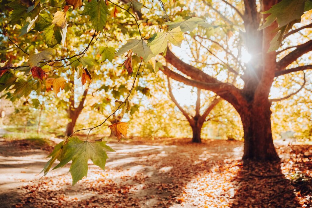 Dappled sunlight shines through the branches of large Plane trees still bearing some green leaves. The ground is covered in orange and brown autumn leaves