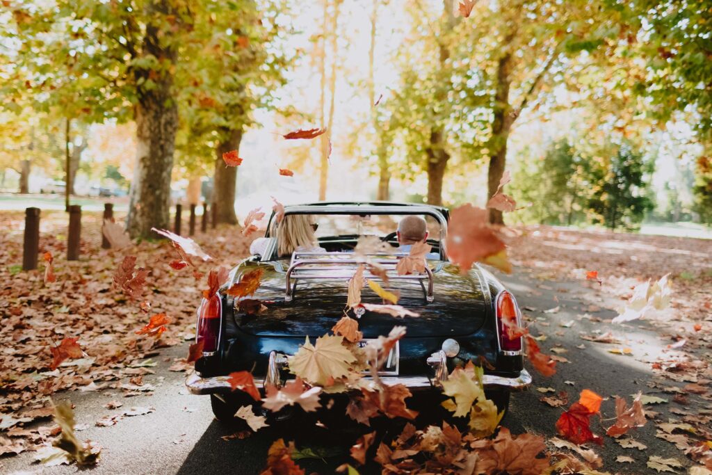 A black vintage open-top car drives down an avenue of Plane trees with autumn leaves swirling in the air behind it