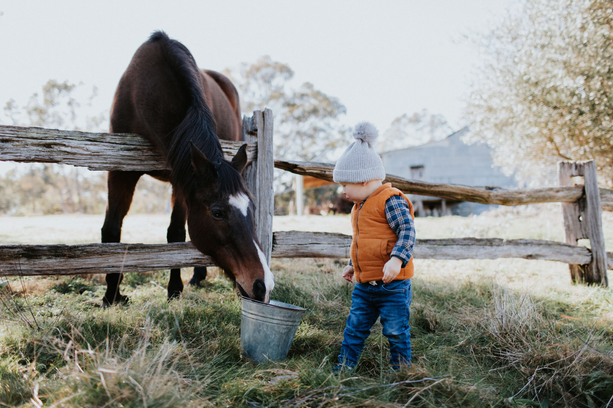Young boy in grey beanie with orange puffer vest feeds a horse from a bucket through old wooden fence