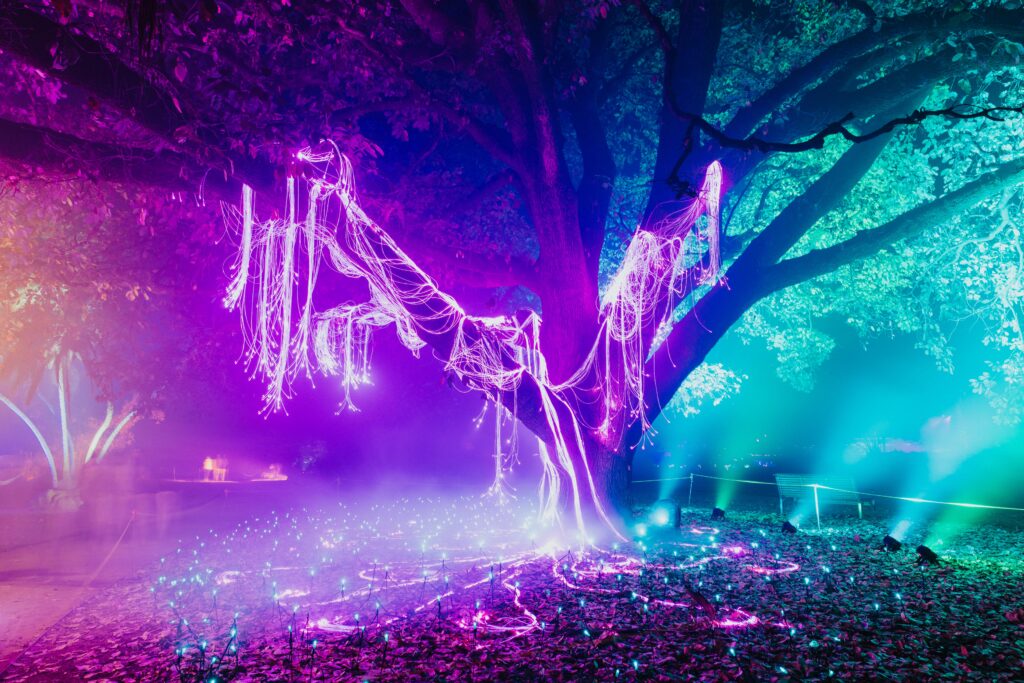 A tree in the botanic gardens at night lit up by lights